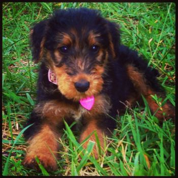 Airedale Terrier Puppy Photo