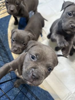 Alapaha Blue Blood Bulldog Puppies for sale in Camp Springs, Maryland. price: $1,200