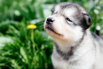Alaskan Husky Puppy Photo