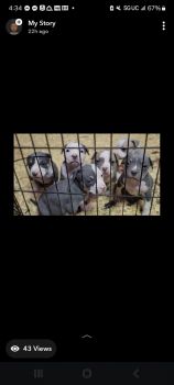 American Bully Puppies for sale in Montgomery, Alabama. price: $1,200