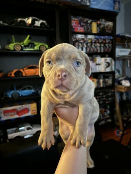 American Bully Puppies for sale in Bloomfield, New Jersey. price: $3,000