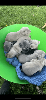 American Bully Puppies for sale in Bear, Delaware. price: $2,500