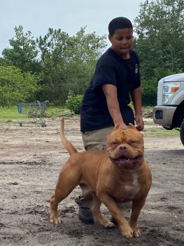 American Bully Puppies for sale in Orlando, Florida. price: $3,500
