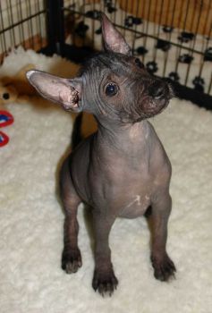 American Hairless Terrier Puppy Photo