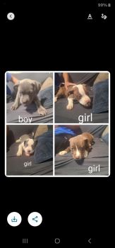 American Pit Bull Terrier Puppies for sale in Clayton, North Carolina. price: $425