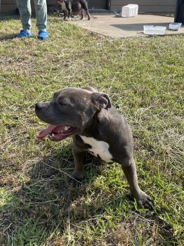 American Pit Bull Terrier Puppies for sale in Houston, Texas. price: $650