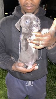 American Pit Bull Terrier Puppies for sale in New Brunswick, NJ, USA. price: $600