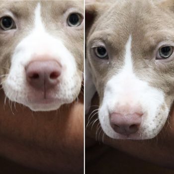American Pit Bull Terrier Puppies for sale in Carteret, New Jersey. price: $500