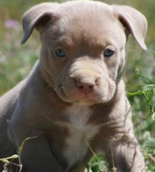 American Pit Bull Terrier Puppy Photo