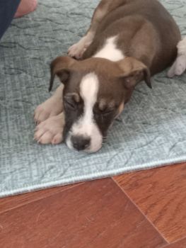 American Staffordshire Terrier Puppies for sale in Wahiawa, Hawaii. price: $150