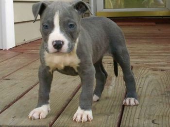 American Staffordshire Terrier Puppy Photo
