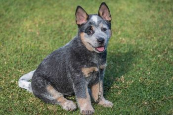 Austrailian Blue Heeler Puppy Photo