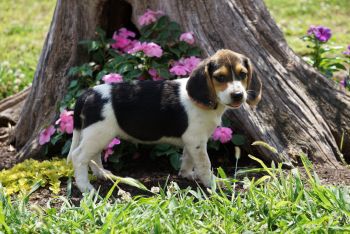 Beagle Puppy Photo