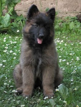 Belgian Shepherd Puppy Photo