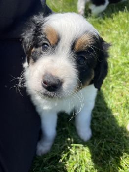 Bernedoodle Puppies for sale in Lisbon, Iowa. price: $1,500