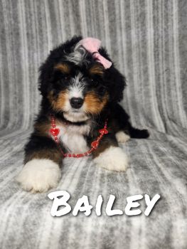Bernedoodle Puppies for sale in Millersburg, Indiana. price: $900