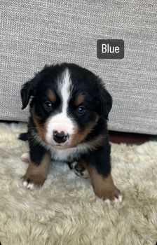 Bernese Mountain Dog Puppies for sale in Bakersfield, California. price: $1,300