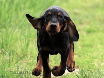 Black and Tan Coonhound Puppy Photo