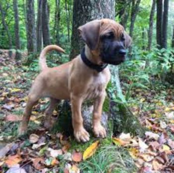 Black Mouth Cur Puppy Photo