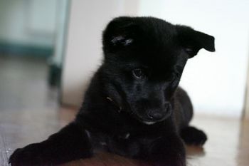 Black Norwegian Elkhound Puppy Photo