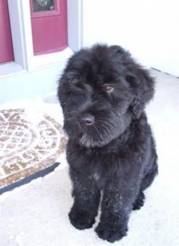 Black Russian Terrier Puppy Photo