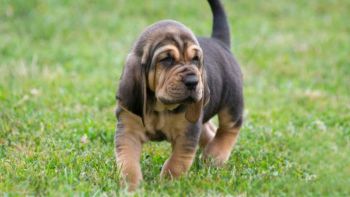 Bloodhound Puppy Photo