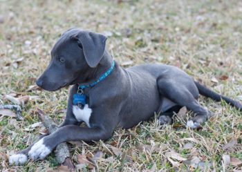 Blue Lacy Puppy Photo