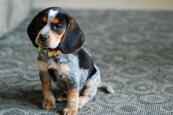 Bluetick Beagle Puppy Photo