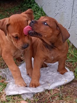 Boerboel Puppies for sale in Stuart, Florida. price: NA