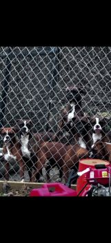 Boxer Puppies for sale in Brandon, Mississippi. price: $7,001,000