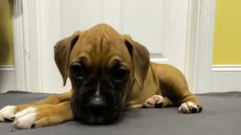 Boxer Puppies for sale in Kokomo, Indiana. price: $900