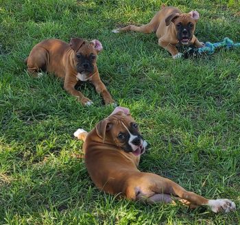 Boxer Puppies for sale in Kissimmee, Florida. price: $800