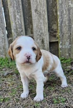 Brittany Puppies for sale in Wing, Alabama. price: $500
