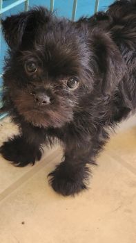 Brussels Griffon Puppies for sale in Fort Wayne, Indiana. price: $600