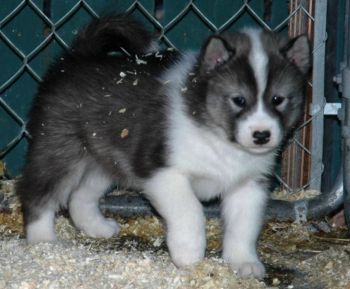 Canadian Eskimo Dog Puppy Photo
