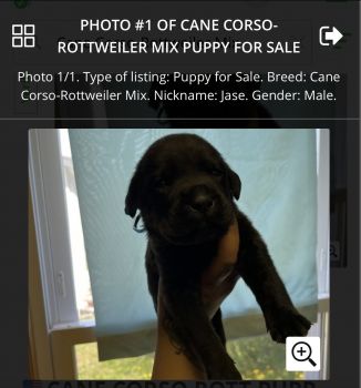 Cane Corso Puppies for sale in Lansford, PA, USA. price: $1,000