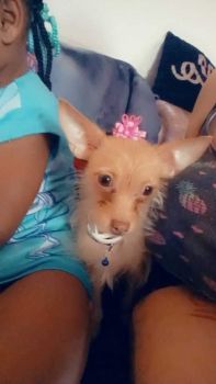 Chihuahua Puppies for sale in Rochester, New York. price: $500