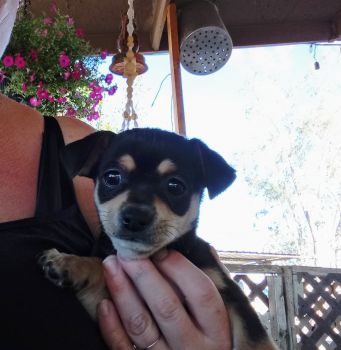 Chihuahua Puppies for sale in Avondale, Arizona. price: $150