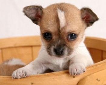 Chihuahua Puppy Photo
