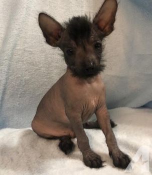 Chinese Crested Dog Puppy Photo