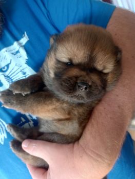 Chow Chow Puppies for sale in Hodgenville, Kentucky. price: $1,100