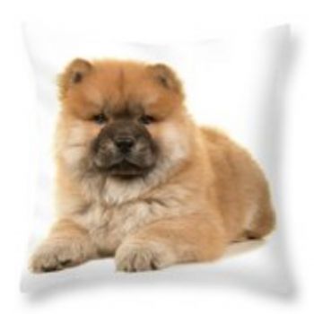 Chow Chow Puppy Photo