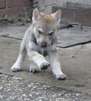 Czechoslovakian Wolfdog Puppy Photo