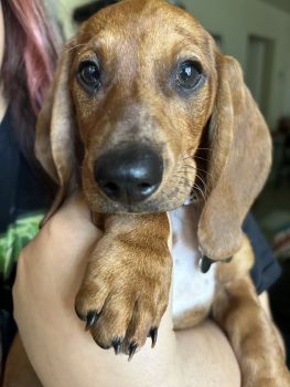 Dachshund Puppies for sale in San Jacinto, California. price: $150