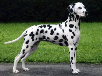 Dalmatian Puppy Photo