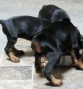 Doberman Pinscher Puppies for sale in Miami, Florida. price: $2,500