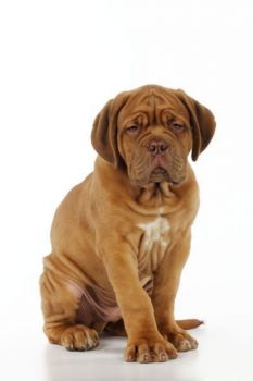 Dogue De Bordeaux Puppy Photo