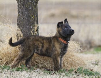 Dutch Shepherd Puppy Photo
