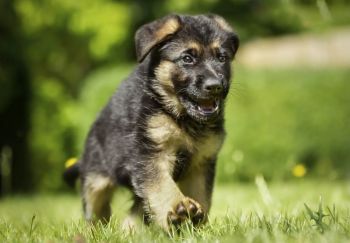East German Shepherd Puppy Photo