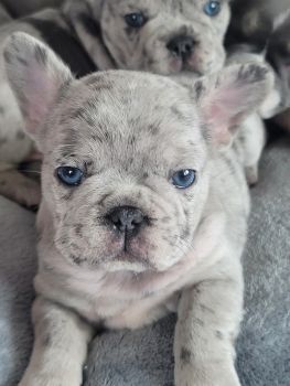 French Bulldog Puppies for sale in Huntsville, Alabama. price: NA